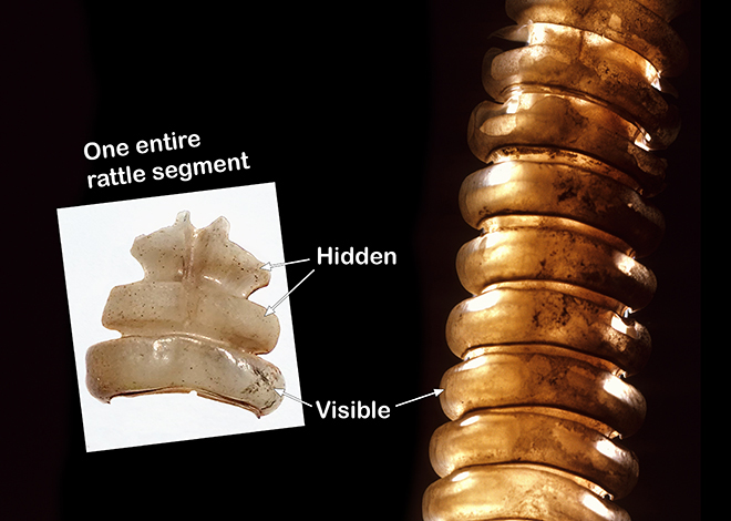 Rattle Growth, Shedding & Estimating Age – EYNC Rattlesnake Study
