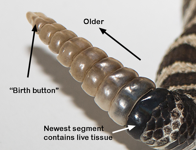 Rattle Growth, Shedding & Estimating Age – EYNC Rattlesnake Study